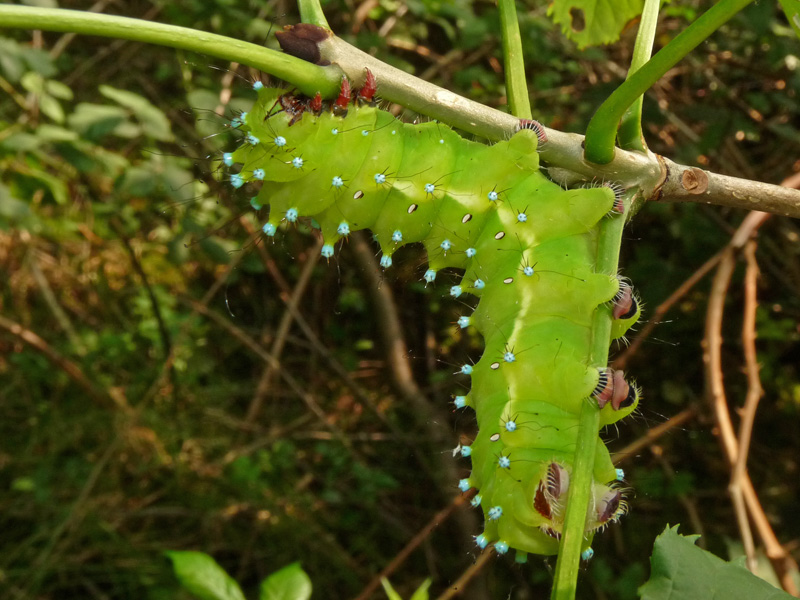 Saturnia pyri